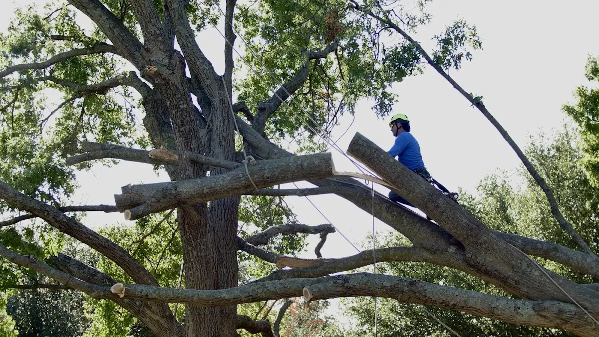 Professional Hazardous Tree Removal performed by certified arborists in North Branch