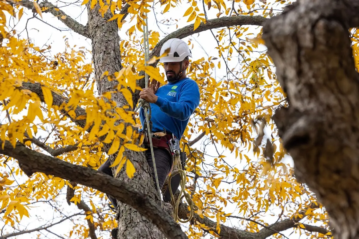 Skilled Tree Planing crew working in North Branch